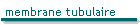 membrane tubulaire